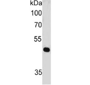 PAX7 Antibody