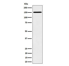 Western blot testing of human HeLa cell lysate with Vigilin antibody. Predicted molecular weight ~14