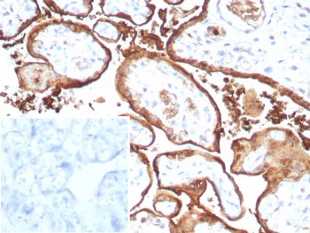 IHC staining of FFPE human placental tissue with recombinant MIG9 antibody (clone S100P/9135R). Inse