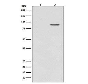 Western blot testing of lysate from rat PC-12 cells 1) untreated or 2) treated with TPA, with phosph