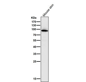 Western blot testing of mouse skin lysate with the MPO antibody at 1:1000 dilution for 1 hour at roo