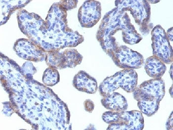 IHC testing of FFPE human placental tissue with PLIN2 antibody (clone ADFP/1493). Required HIER: ste
