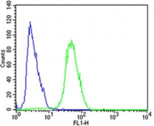 CDK5 Antibody