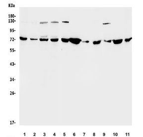 SDHA Antibody