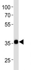 SOX2 Antibody