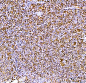 IL-34 Antibody