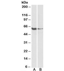 FCRL2 Antibody