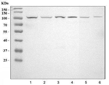 LOXL2 Antibody