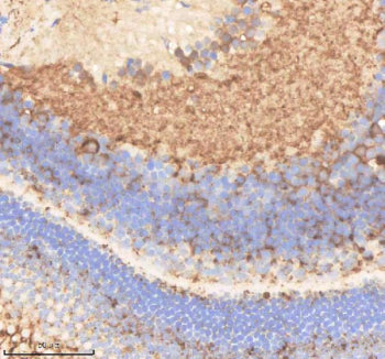 IHC staining of zebrafish Pard3aa protein using Zebrafish Pard3aa antibody, HRP-labeled secondary an