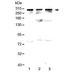 Western blot testing of human 1) HeLa, 2) SW620 and 3) MDA-MB-231 lysate with TPR antibody at 0.5ug/