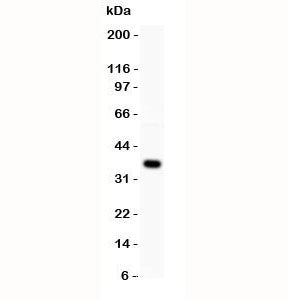 Western blot testing of WNT4 antibody and MCF-7 lysate. Expected molecular weight: 35~46 kDa dependi