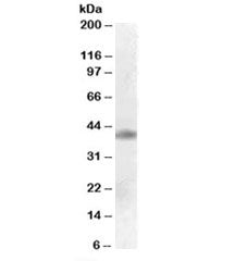 Western blot testing of human cerebral cortex lysate with MEIS1 antibody at 0.1ug/ml. Predicted mole