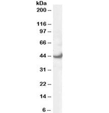 Western blot testing of 293 lysate with ERK1 antibody at 0.3ug/ml. Predicted molecular weight ~43kDa