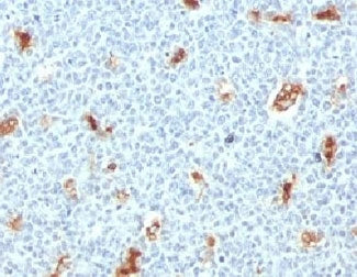 IHC testing of FFPE human tonsil with S100A9 antibody (clone PS1A9-1). Staining of formalin-fixed ti