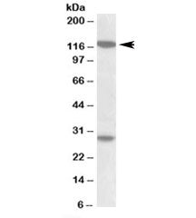 UBN1 Antibody