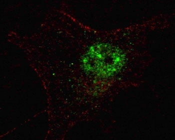 Fluorescent confocal image of SY5Y cells stained with PDX1 antibody. Alexa Fluor 488 conjugated seco