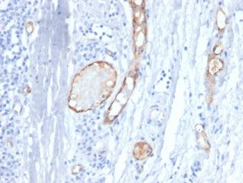 IHC staining of FFPE human tonsil tissue with vWF antibody (clone VWF/4458). HIER: boil tissue secti