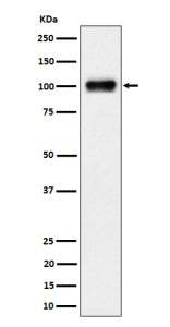 Western blot analysis of Nesprin 3 expression in human 293 cell lysate using SYNE3 antibody. A singl