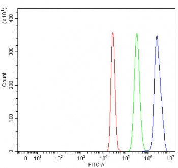RNA exonuclease 4 Antibody / REXO4