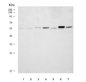 DNAJC3 Antibody