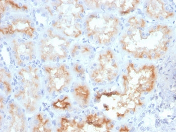 CD10 Antibody / Neprilysin