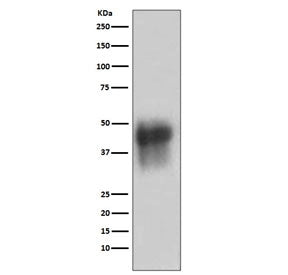 Western blot testing of human K562 cell lysate with CD46 antibody. Observed molecular weight: 41~70 