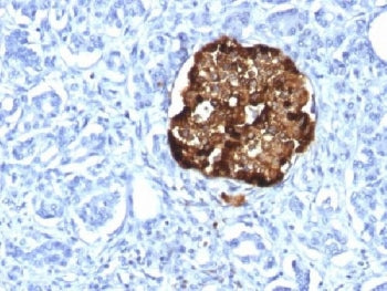IHC analysis of FFPE human pancreas stained with recombinant Chromogranin A antibody (clone CHGA/181