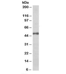 Western blot testing of Daudi lysate with EIF3E antibody at 0.03ug/ml. Predicted/observed molecular 