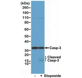 Western blot of Jurkat cell lysate, untreated or treated with Etoposide, using recombinant Caspase-3