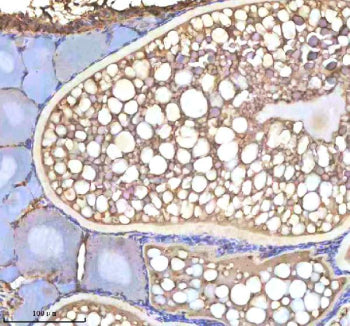 IHC staining of FFPE zebrafish ovary tissue with Cyp19a1b antibody, HRP-labeled secondary and DAB su