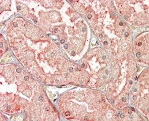 IHC testing of FFPE human kidney with SFRP1 antibody at 4ug/ml. HIER: steamed with pH6 citrate buffe