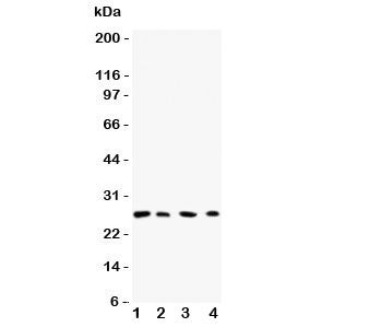 Rab3C Antibody
