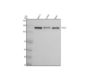 Western blot testing of human 1) MCF7, 2) Jurkat and 3) SiHa cell lysate with POLG antibody. Predict