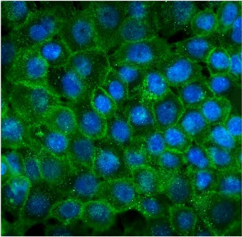 Immunofluorescent staining of FFPE human A431 cells with CDH3 antibody (green) and DAPI nuclear stai