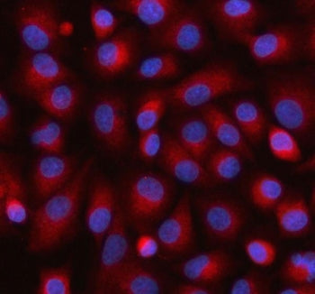 Immunofluorescent staining of FFPE human A549 cells with HAUS7 antibody (red) and DAPI nuclear stain
