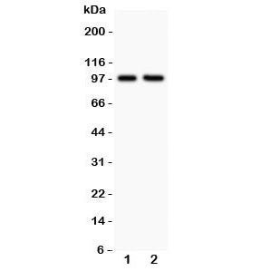 Immunofluorescent staining of human tonsil tissue with LFA-1 antibody (green) and DAPI nuclear count