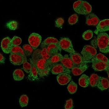 Immunofluorescence staining of human HepG2 cells with Prohibitin antibody (green, clone PHB/3231) an