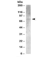 Western blot testing of human brain lysate with MPP5 antibody at 1ug/ml. Predicted molecular weight: