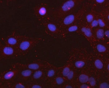 Immunofluorescent staining of FFPE human U-2 OS cells with PCDHGC4 antibody (red) and DAPI nuclear s