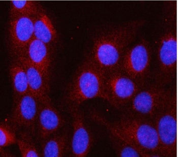 Immunofluorescent staining of FFPE human U-2 OS cells with Leucine aminopeptidase 3 antibody (red) a