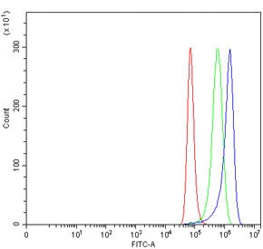 Gamma Synuclein Antibody / SNCG