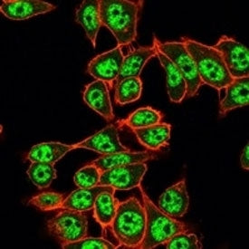 Immunofluorescent staining of PFA-fixed human HeLa cells using RBM8A/Y14 antibody (green, clone PCRP
