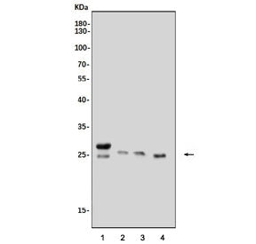 Western blot testing of 1) rat liver, 2) mouse brain, 3) mouse liver and 4) mouse lung tissue lysate