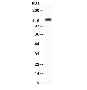 Western blot testing of Progesterone Receptor antibody and human HeLa cell lysate. Expected molecula