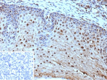 IHC staining of FFPE human tonsil tissue with HLA-E antibody (clone HLAE/9468). Inset: PBS used in p