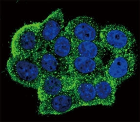 Confocal immunofluorescent analysis of phospho-TERT antibody with HeLa cells followed by Alexa Fluor
