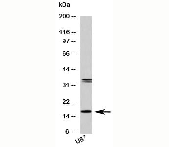 Western blot testing of human samples with FABP7 antibody at 2 ug/ml. U87 is a human glioma tumor ce