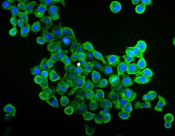 EIF4A1 Antibody