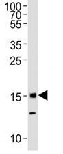 Histone H3 Antibody
