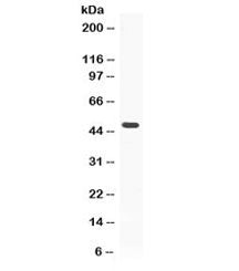 Adipophilin Antibody / Perilipin 2 / ADRP / PLIN2